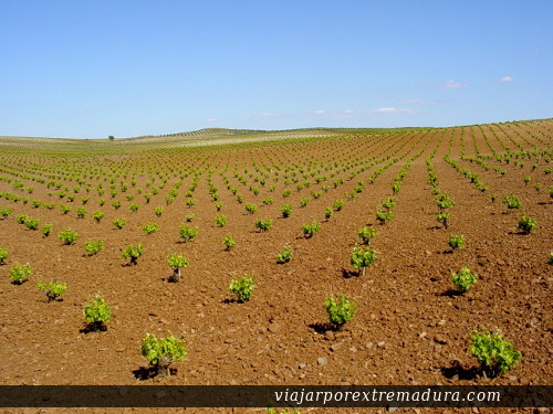 Los viñedos forman parte del paisaje de Tierra de Barros