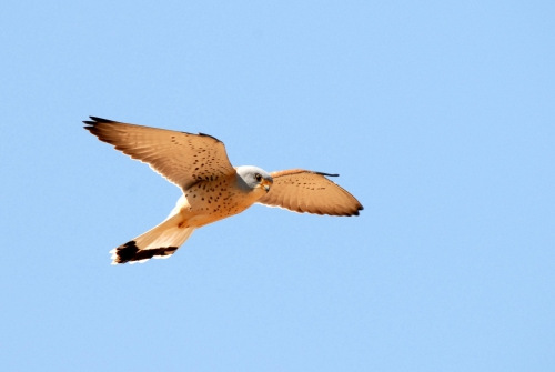 Cernícalo Primilla - Falco naumanni. Viajar por Extremadura