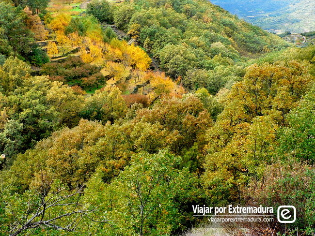 Valle del Jerte en otoño, un espectáculo de colores