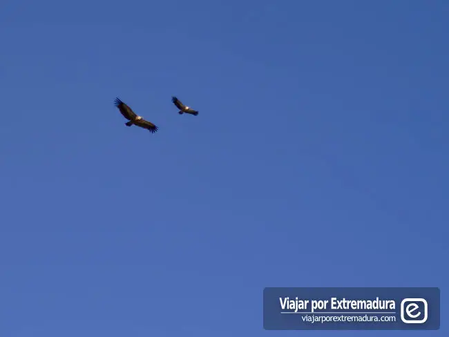 Parque Nacional de Monfragüe - Buitres volando