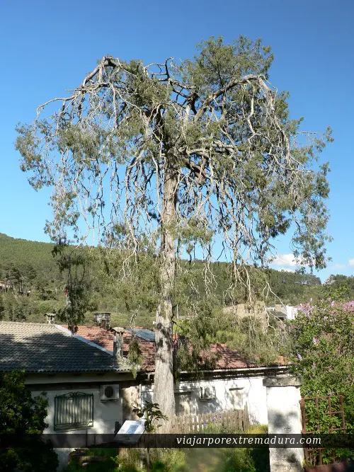 Enebro de Las Mestas. Árbol Singular de Extremadura