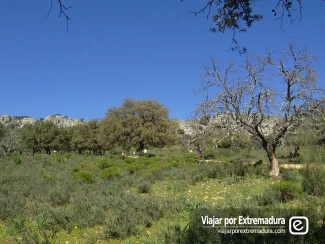 Primavera en la dehesa de Extremadura