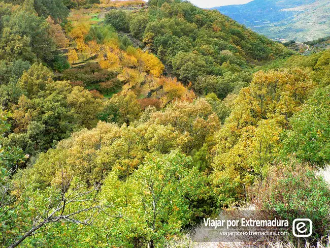 Paisaje de otoño en el Valle del Jerte