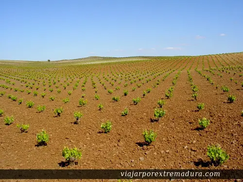 Los viñedos forman parte del paisaje de Tierra de Barros