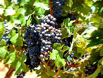 Enoturismo en Extremadura - Uvas en viñedo