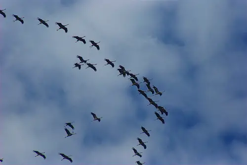 Grullas volando en formación. Extremadura