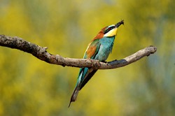 Birdwatching en Badajoz, otra forma de conocer Extremadura
