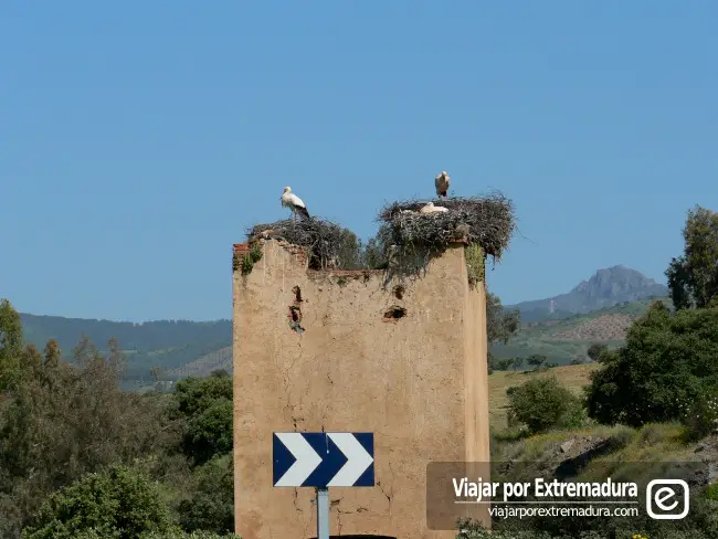 Cigüeñas en Extremadura. Villuercas Ibores Jara