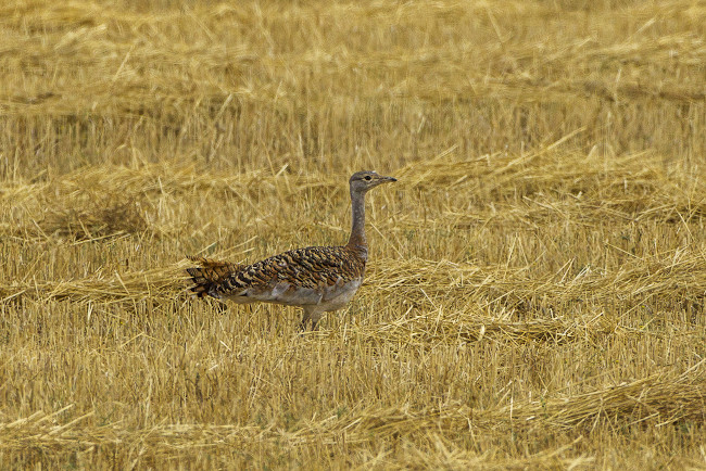 Avutarda (Otis tarda) en Extremadura