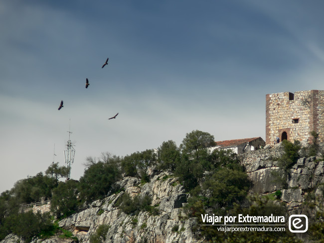 Buitres volando en Monfragüe