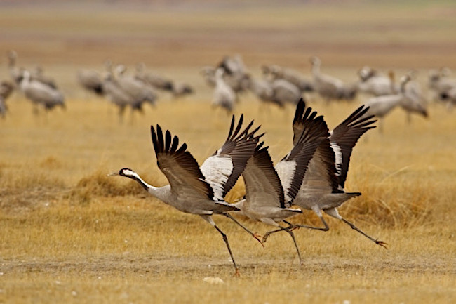 Grullas en Extremadura