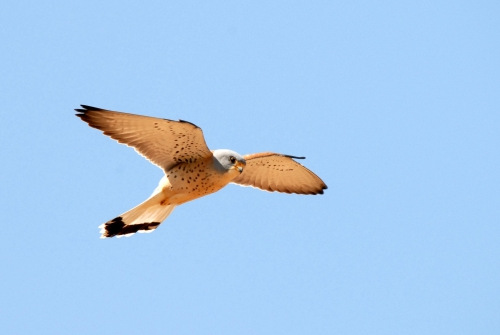 Cernícalo Primilla - Falco naumanni. Viajar por Extremadura