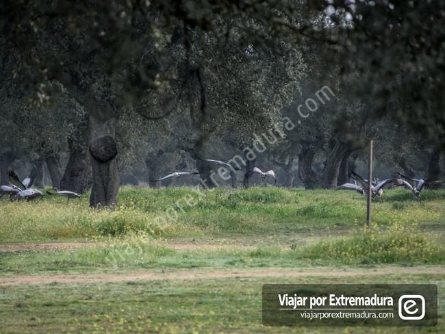 Parque Periurbano Moheda Alta - Grullas