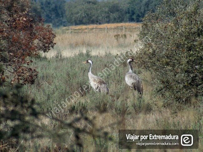 Parque Periurbano Moheda Alta - Grullas