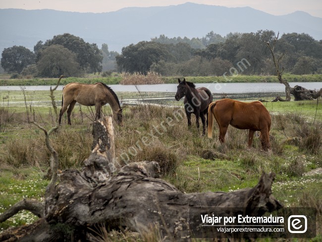 Parque Periurbano Moheda Alta - Grullas