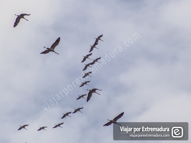 Parque Periurbano Moheda Alta - Grullas