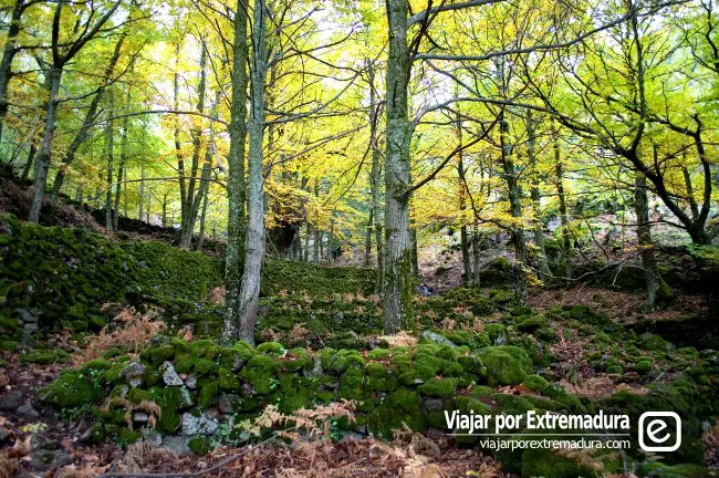 Senderismo Extremadura en otoño. Ruta a los castaños del Temblar