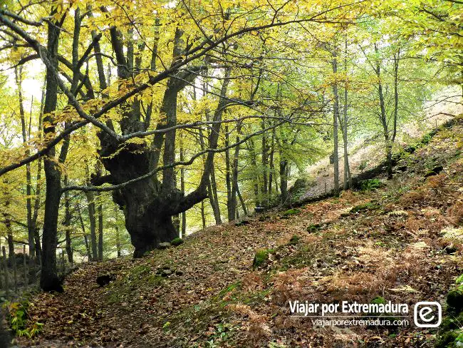 Colores de otoño en Extremadura. Castaños del Temblar. Segura de Toro
