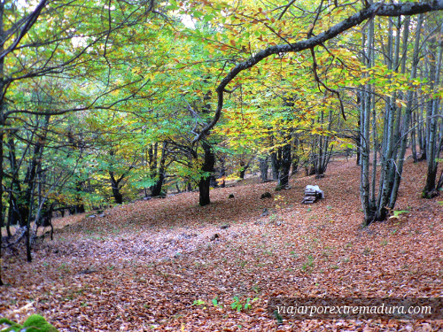 Otoño en el Valle del Jerte - Castaños