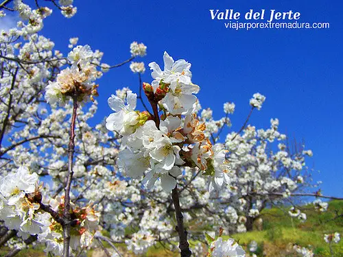 Fiesta del cerezo en flor - Valle del Jerte