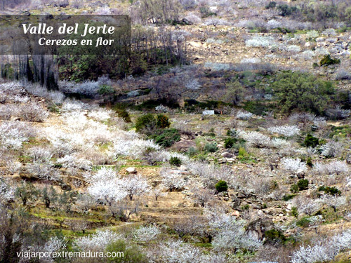 Fiesta del cerezo en flor - Valle del Jerte