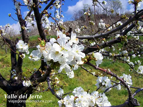 Fiesta del cerezo en flor - Valle del Jerte