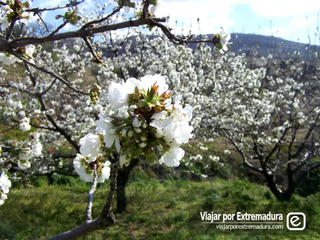 Primavera en la dehesa de Extremadura